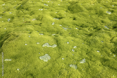Crystal drops of dew on arctic moss carpet.