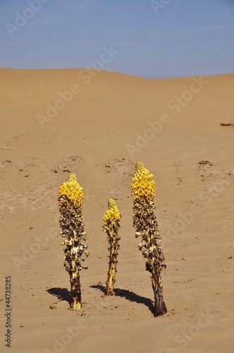 gelbe Cistanche