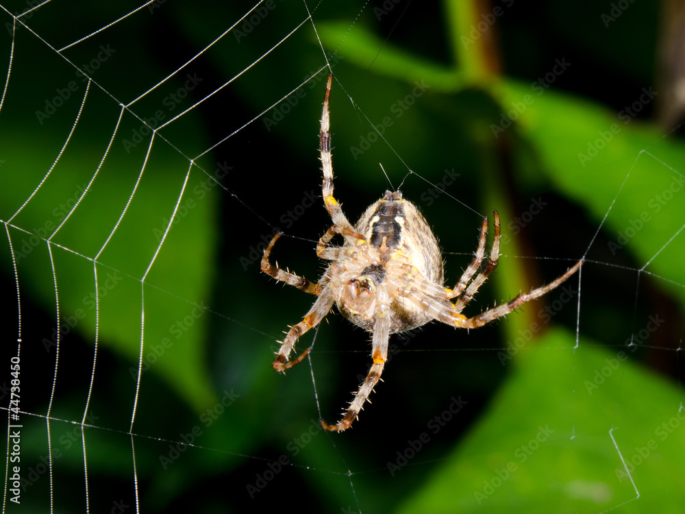 Fototapeta premium orbweb under construction (macro crop)