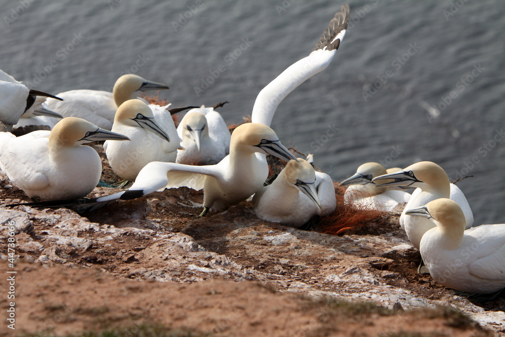 Basstölpel am Vogelfelsen auf Helgoland Basstölpel am Vogelfelsen auf Helgoland