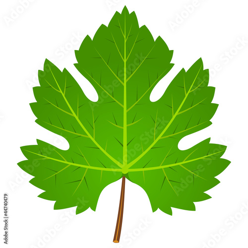 Green Wine Leaf