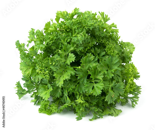 Fresh parsley herb