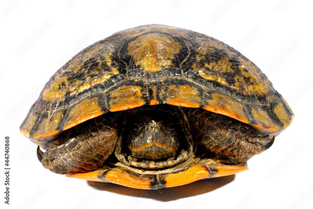 Western Chicken Turtle Western Chicken Turtle