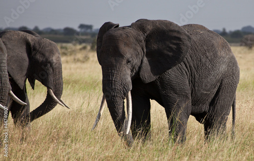 Elephants on the Savannah