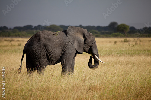 Elephant Walking Across the Savannah