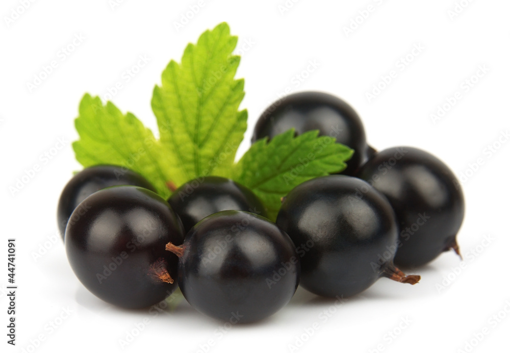 black currant