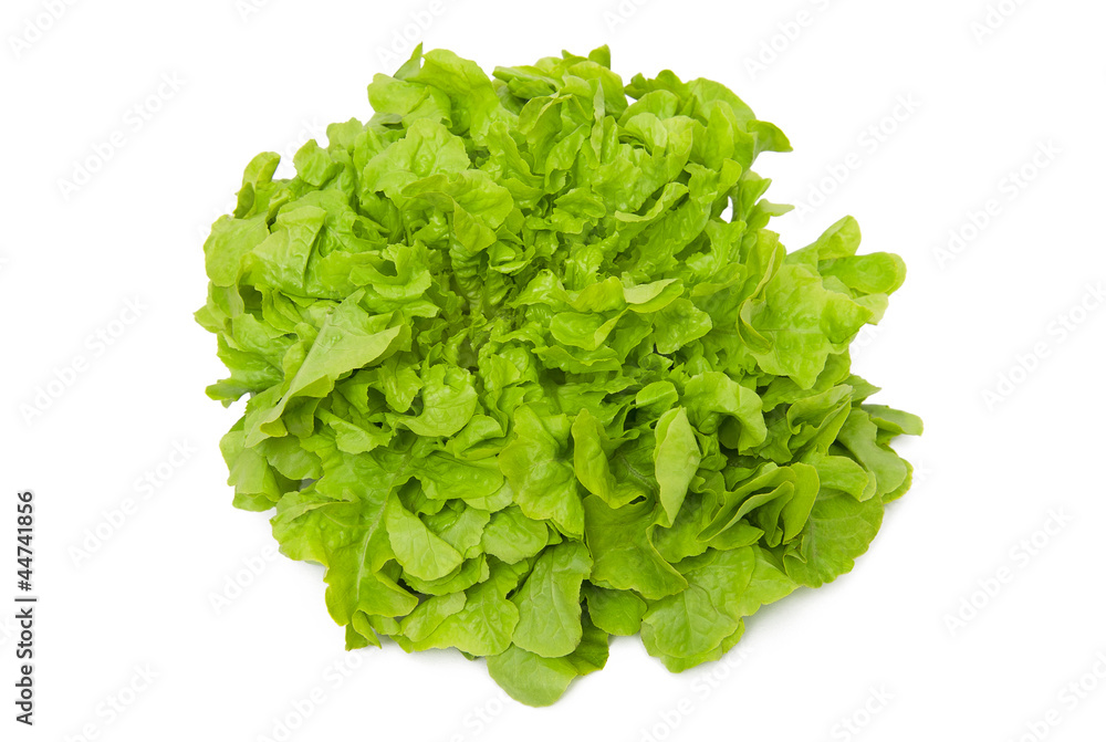 Fresh lettuce isolated on white background Fresh lettuce isolated on white background