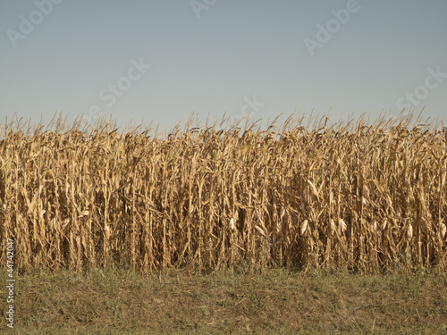 Dry season in a corn field
