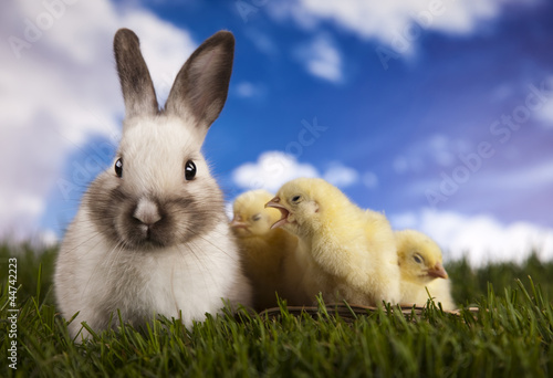 Slika na platnu Chick in bunny