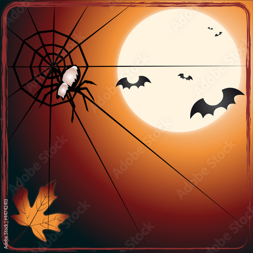Bat versus spider