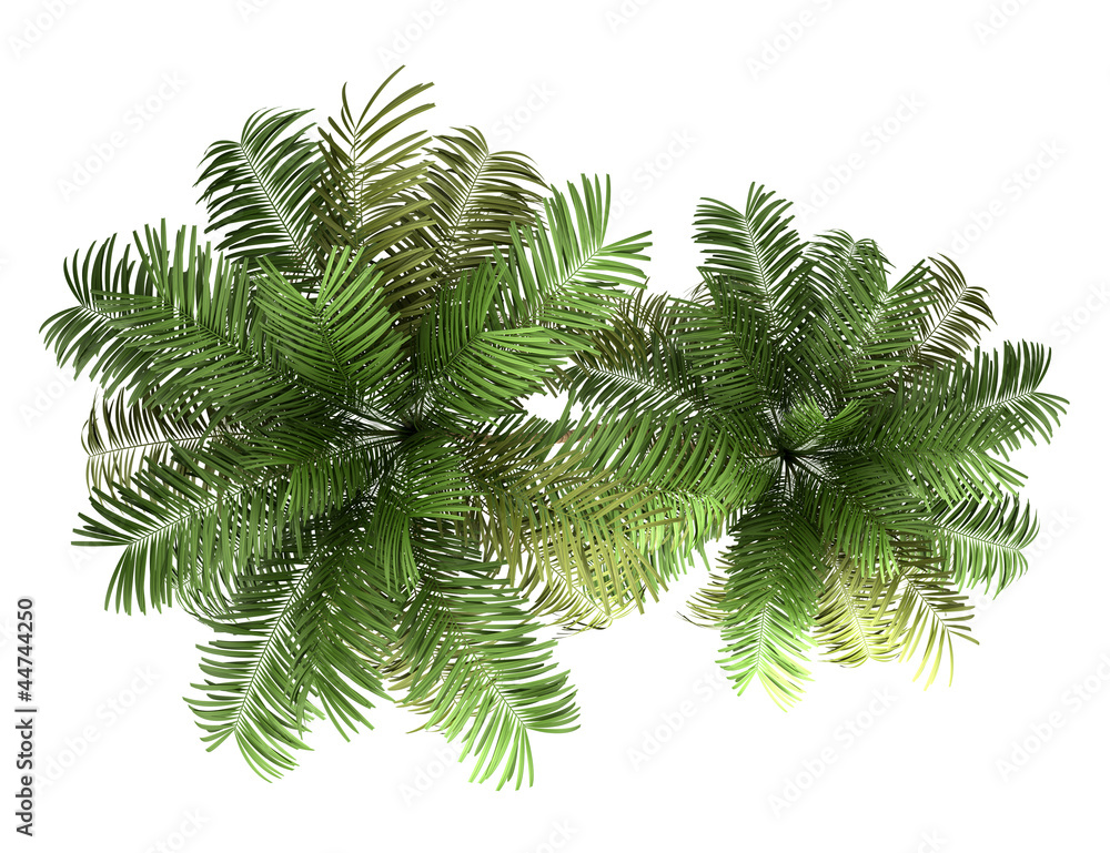 Naklejka premium top view of two areca palm trees isolated on white background