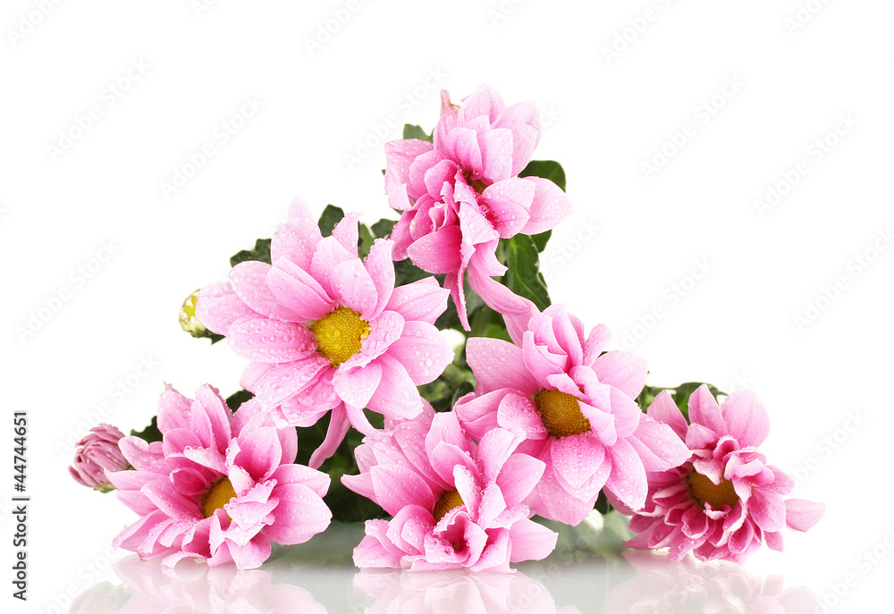 branch of beautiful pink chrysanthemums
