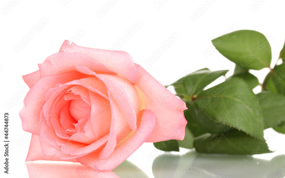 Fototapeta premium Pink rose isolated on white