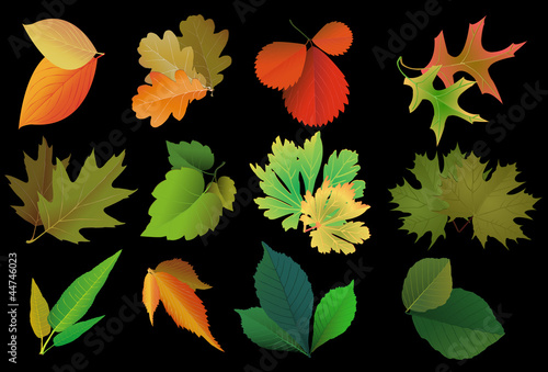 Leaves from different trees