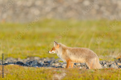 Rotfuchs  Red fox  Vulpes vulpes