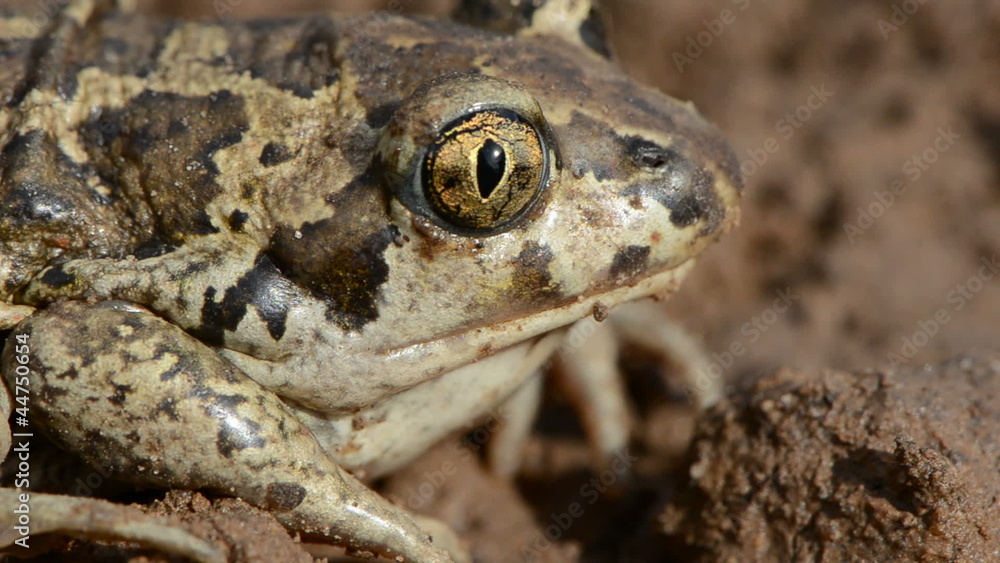 animal frog Pelobates fuscus eye and head animal frog Pelobates fuscus eye and head