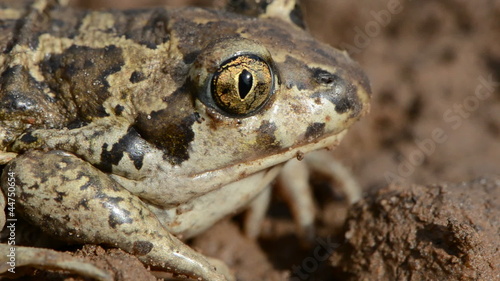 animal frog Pelobates fuscus eye and head