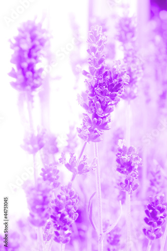 Lavendelpflanze