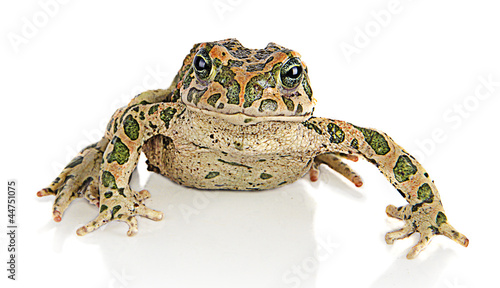 Toad on white background