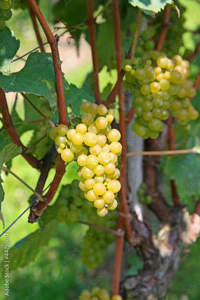 Yellow grapes Yellow grapes