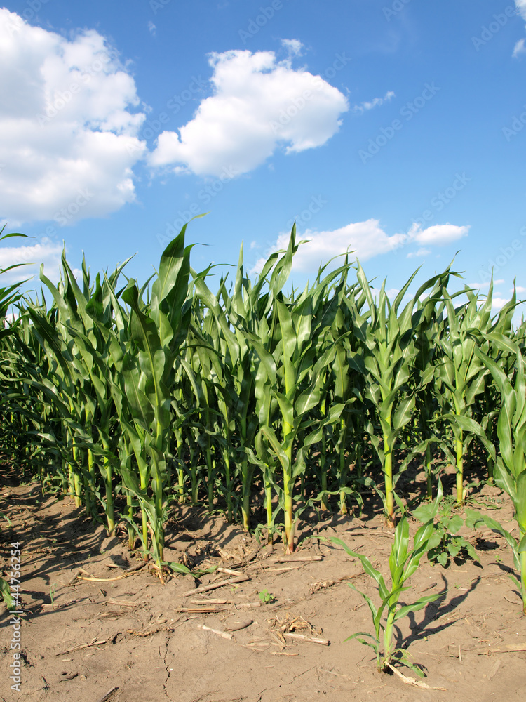Green field with young corn Green field with young corn