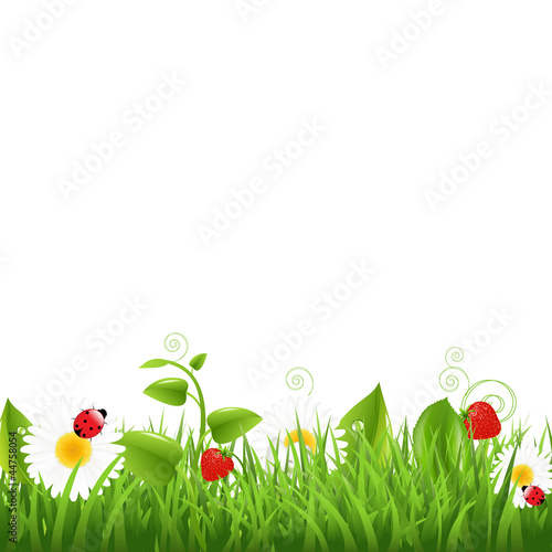 Grass Border With Ladybug And Leaf