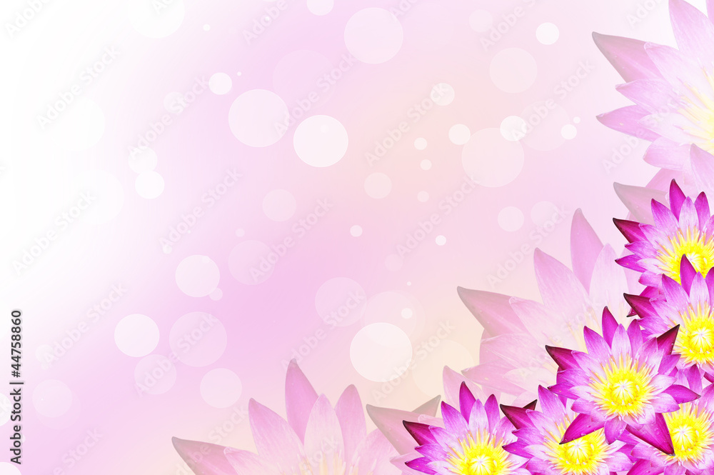 Water lily background Water lily background