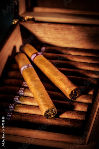 Cigars in humidor