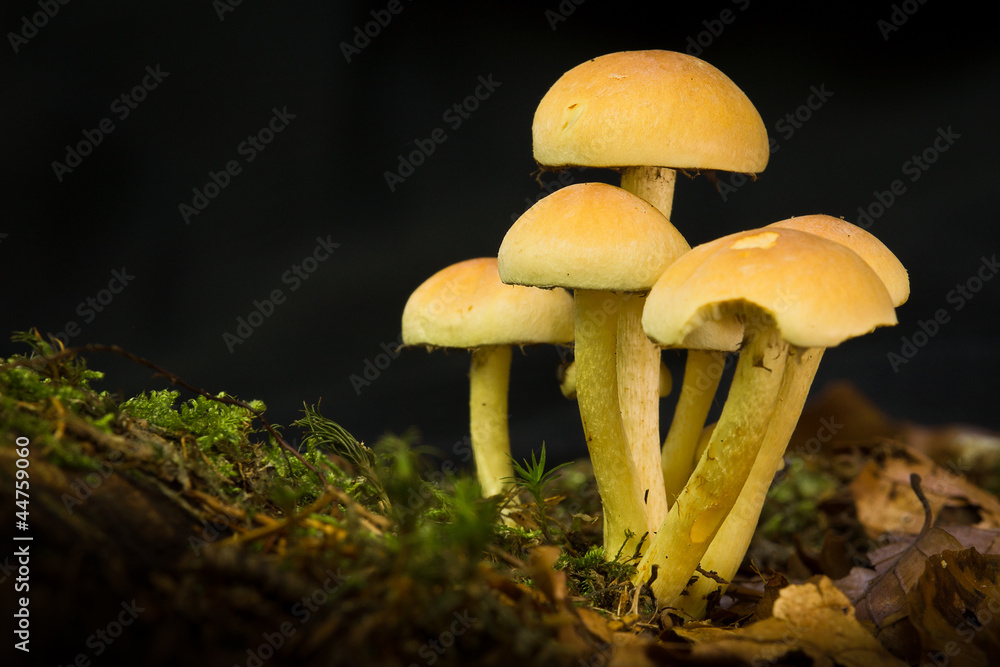 Mushrooms in Forest