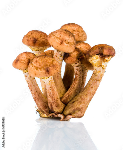 Mushroom a honey agaric
