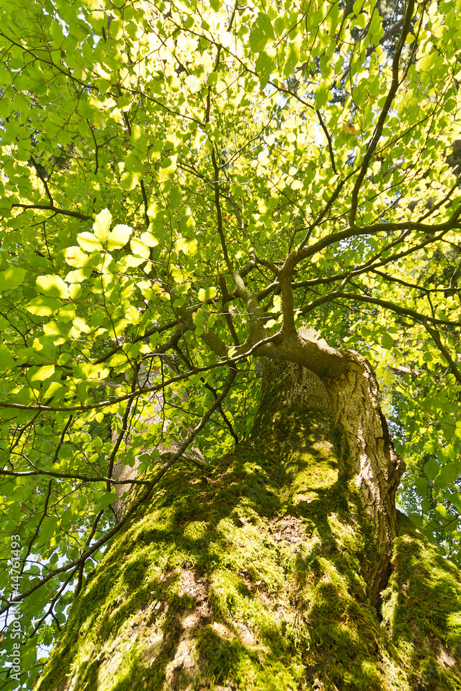 Fototapeta premium Green Tree looking up