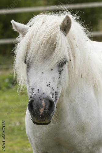 Pony bianco in campagna
