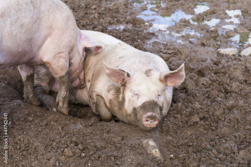Two pigs sleeping in mud © Stock Photos & Video