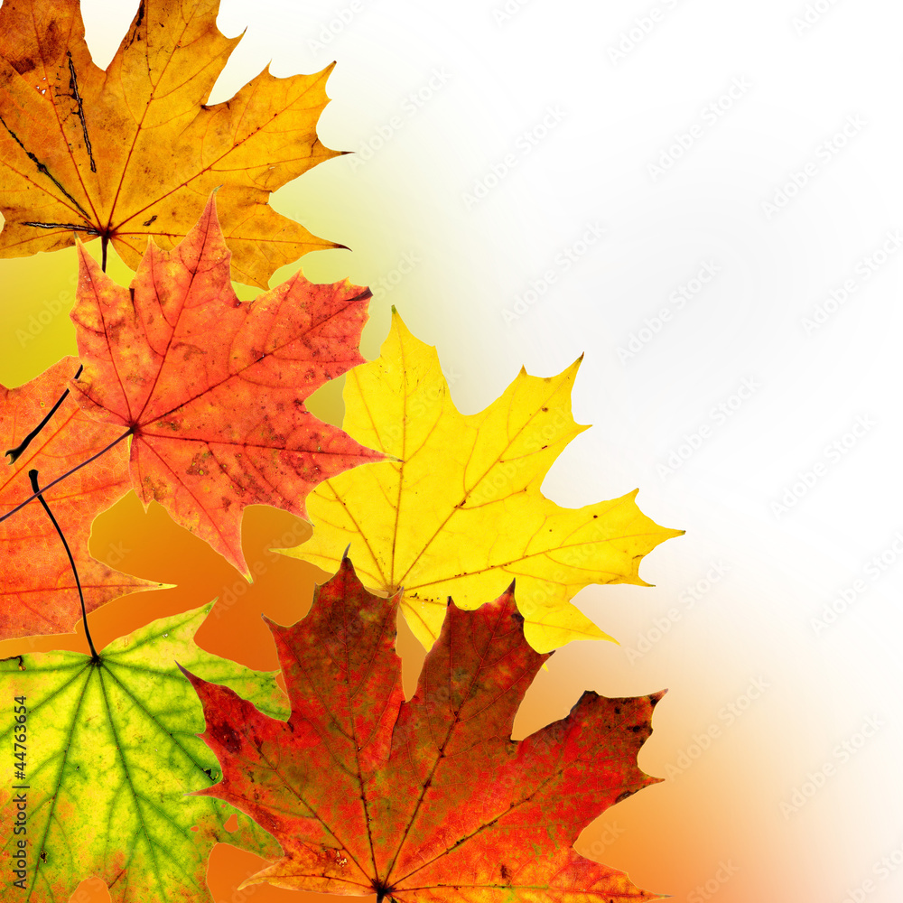 Autumn background Autumn background