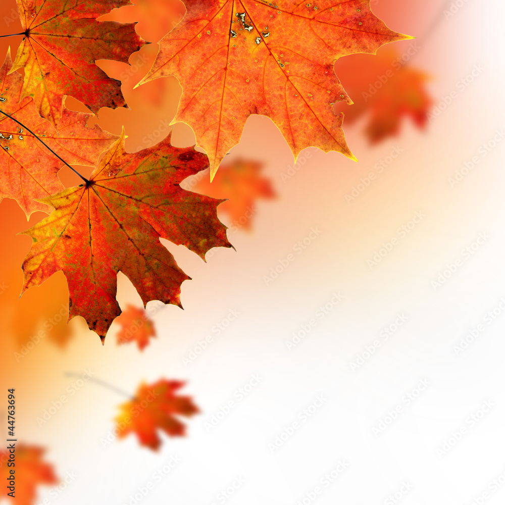 Fototapeta premium Autumn background