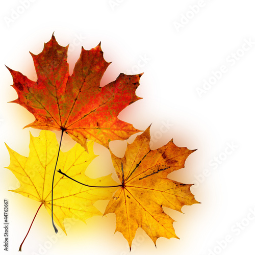 Autumn background