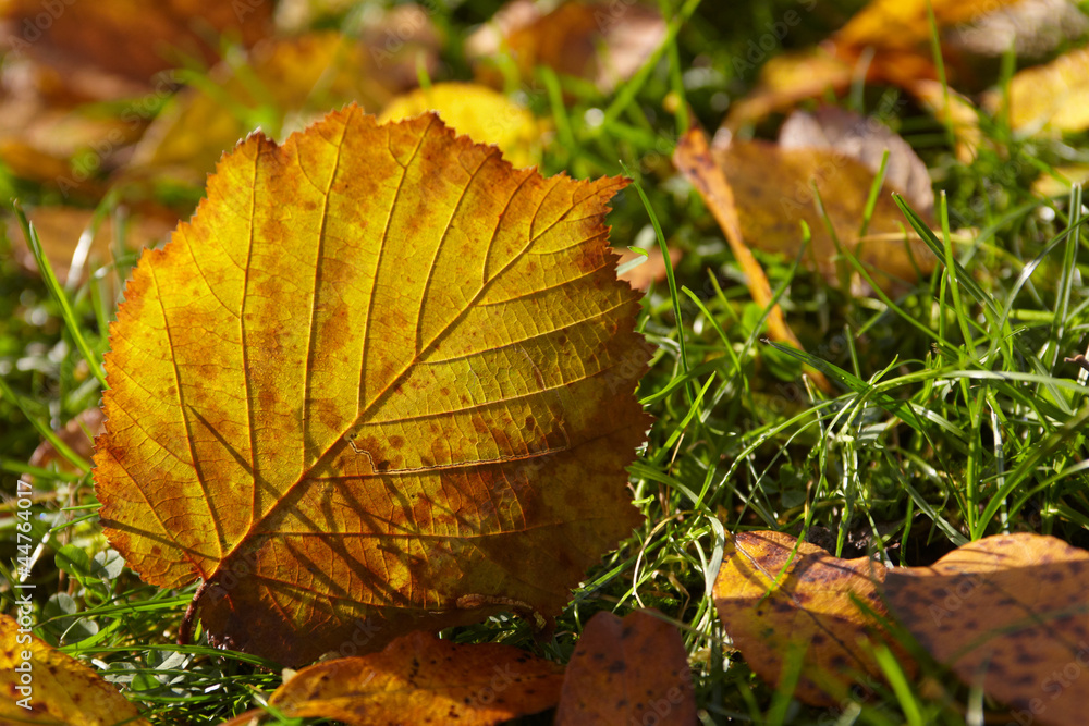 autumn, fallen leaf of hazelnut