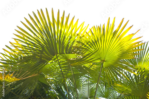 PAlm leaves on white.