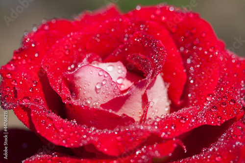 Close-Up of a red rose with water drops on petals