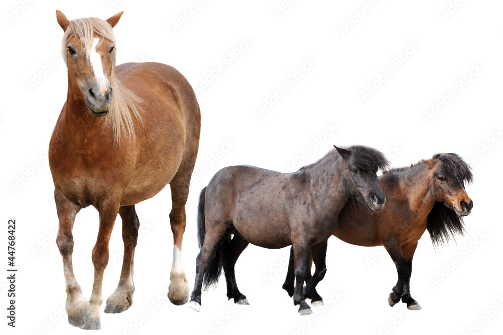 horse and ponies