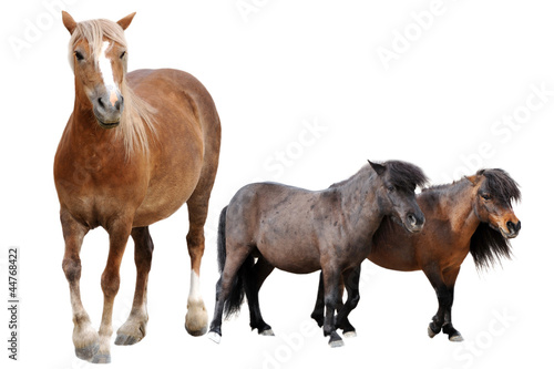 horse and ponies