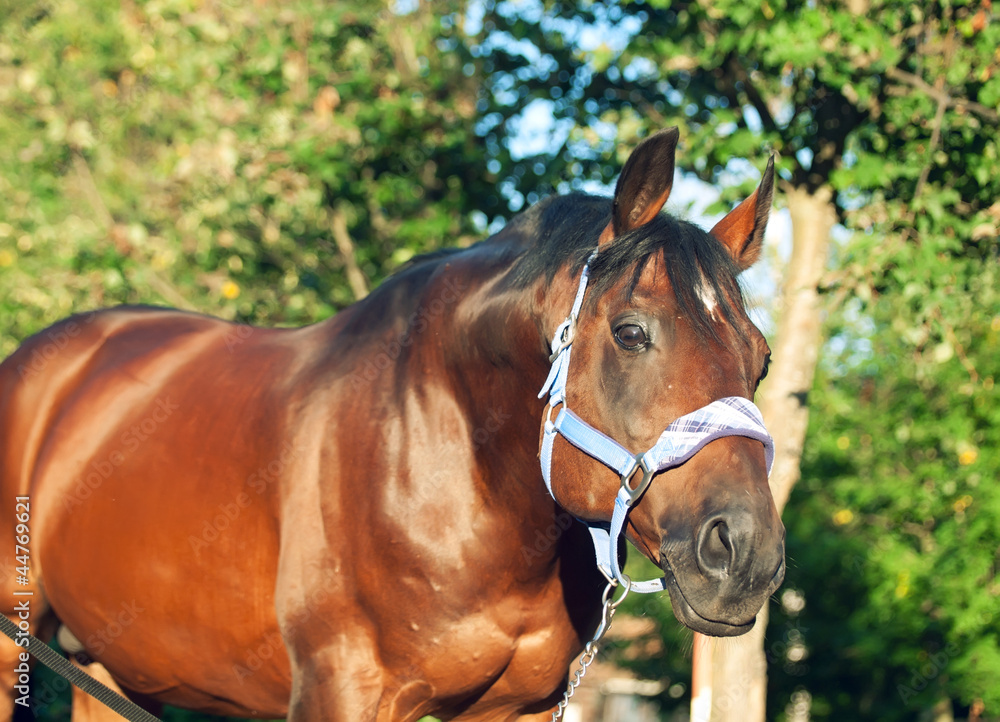 beautiful bay sportive stallion in blue halter beautiful bay sportive stallion in blue halter
