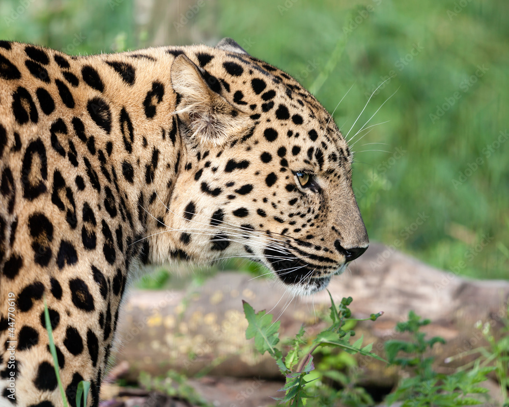 Side View Head Shot of Beautiful Amur Leopard