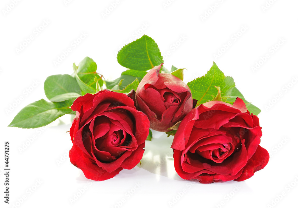 Red roses isolated on white Red roses isolated on white