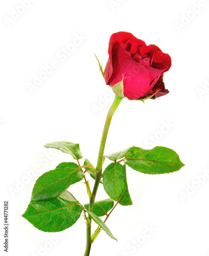 Red roses isolated on white