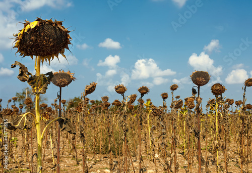 bad harvest of sunflower, drought photo