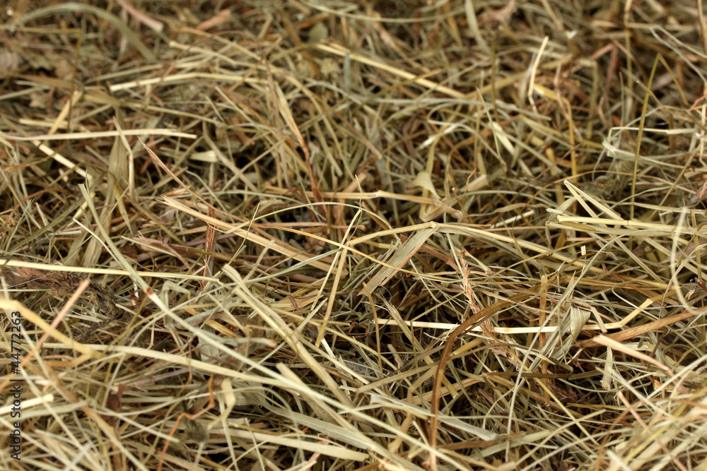 Golden hay texture background close-up
