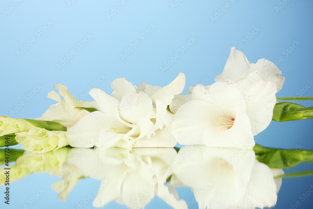 Obraz premium branch of white gladiolus on blue background close-up