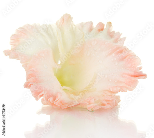 beautiful bud of pale pink gladiolus isolated on white