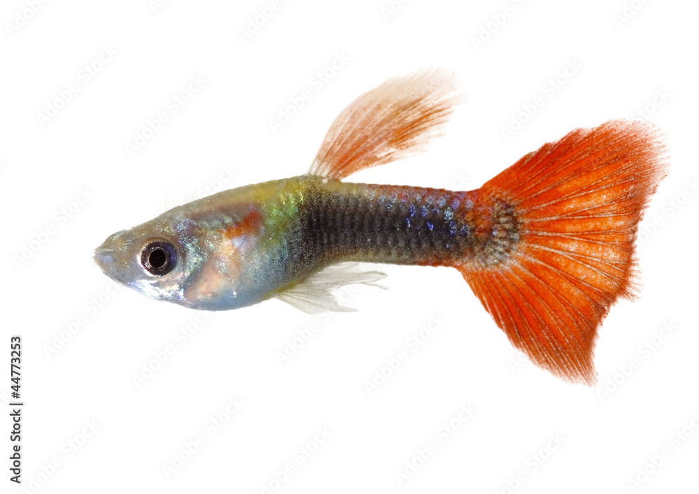 Fototapeta premium guppy